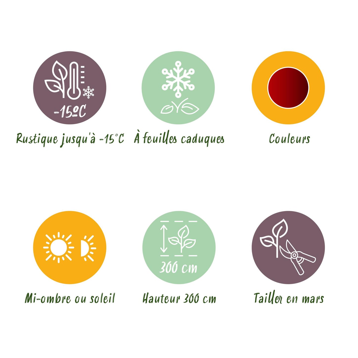 Green boutiQ - Pianta da terrazza - Acero giapponese - Acer palmatum Jerre Swarts - Rosso scuro - 2 piante - Decidua - Vaso 19 cm Altezza 70 cm