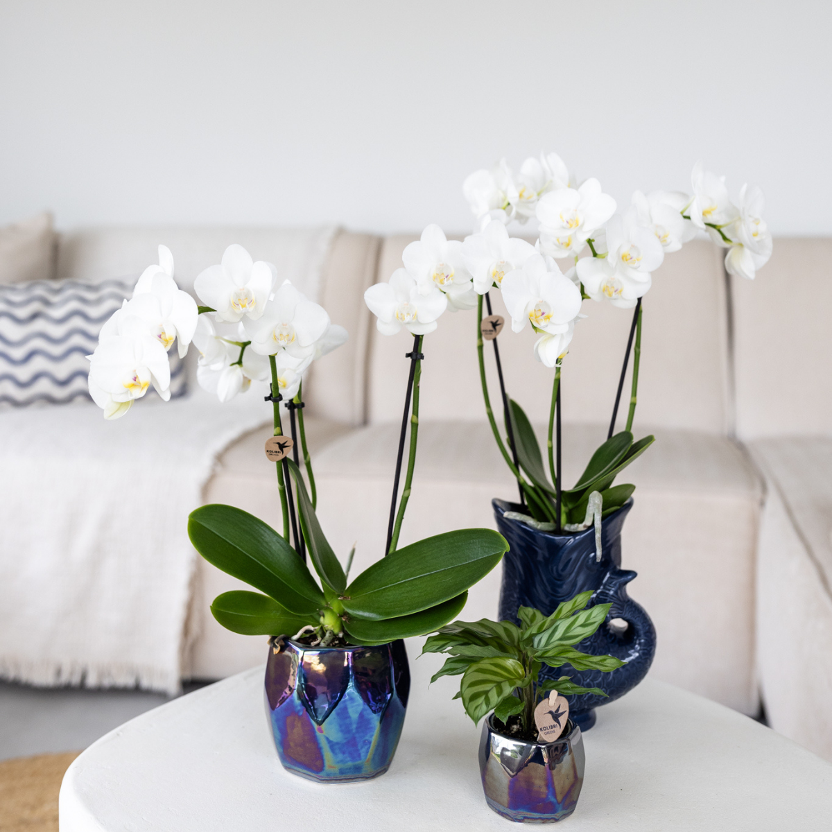 Kolibri Orchids | orchidea Phalaenopsis bianca in vaso Ø9cm | Amabilis | pianta da appartamento fiorita - fresca dal coltivatore