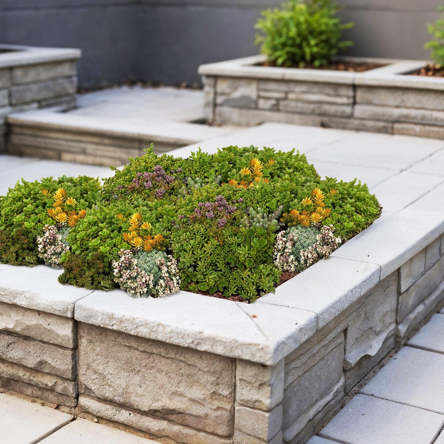 Green boutiQ - Ground cover - Winter hardy - Sedum mat - Consists of 10 types - X2 - Low maintenance - Length 50 Width 30