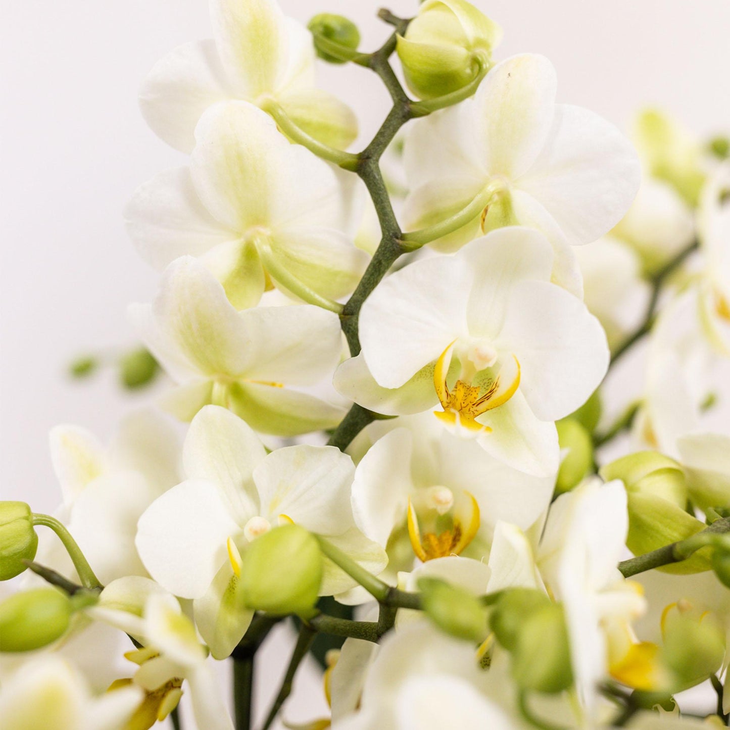 Orchidee colibrì | set di piante bianche in cestino di cotone incl tre orchidee bianche Losanna 9 cm e tre piante verdi | Jungle Bouquet bianco con riserva d'acqua autosufficiente