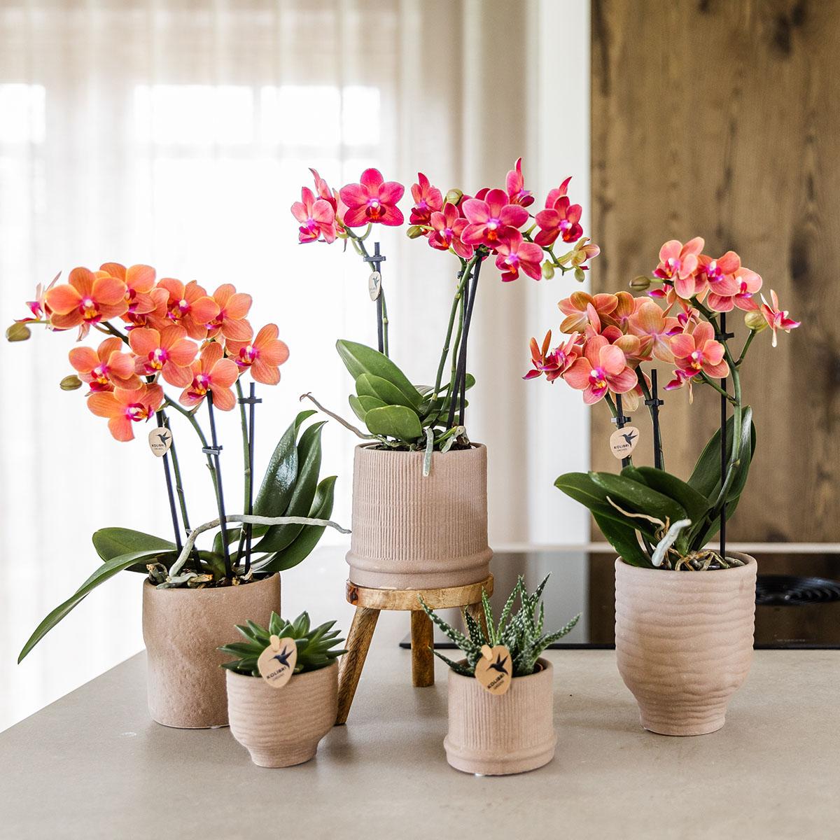 Orchidee colibrì | OFFERTA COMBI di 4 orchidee Phalaenopsis arancioni - Bolzano - dimensioni vaso Ø9cm | pianta d'appartamento in fiore - fresca dal coltivatore