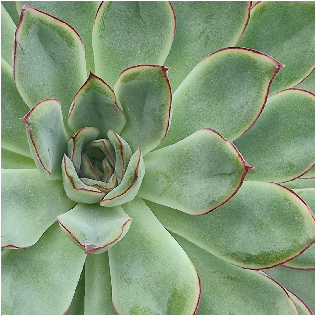 SENZA RADICE Succulente Echeveria Pulidonis in ciotola 'rossa' Ø20 cm - ↕5 cm