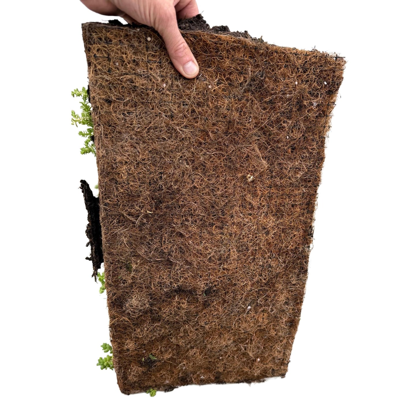 Green boutiQ - Ground cover - Winter hardy - Sedum mat - Consists of 10 types - X2 - Low maintenance - Length 50 Width 30
