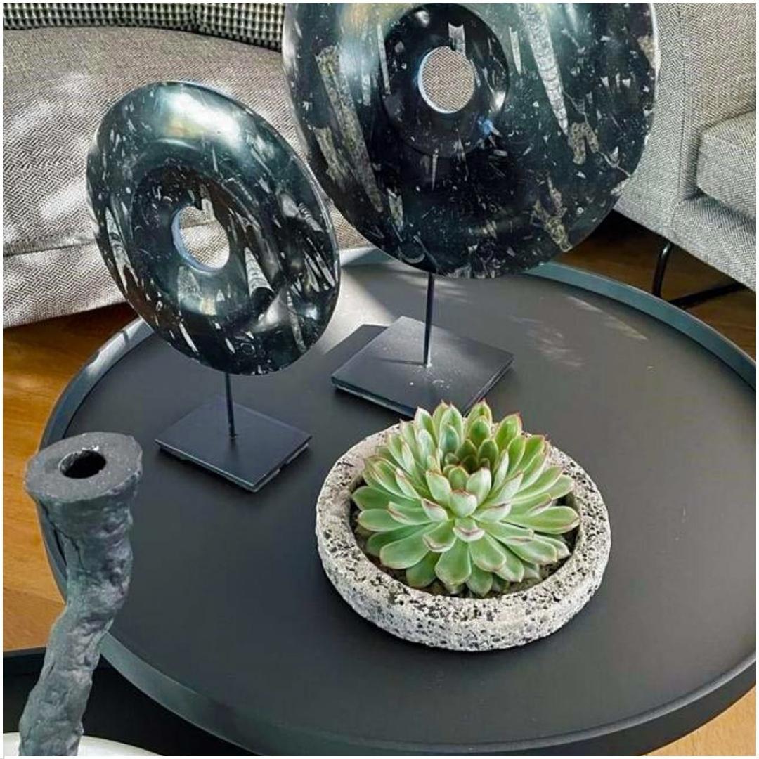 SENZA RADICE Succulente Echeveria Pulidonis in ciotola 'Concrete' Ø20 cm - ↕5 cm