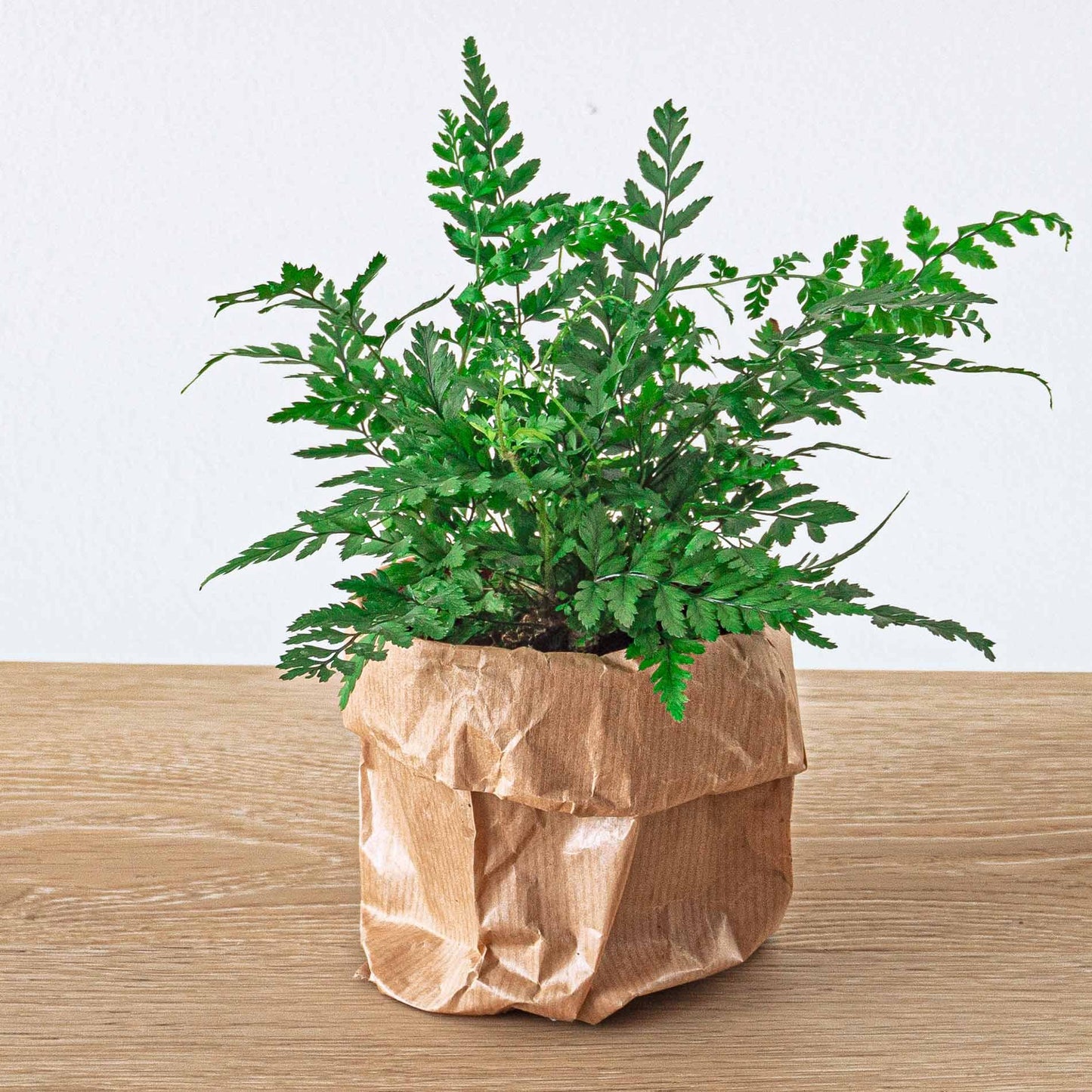 Kit terrario per piante - Jungle 5 - Kit di ricarica e di avviamento - Fai da te