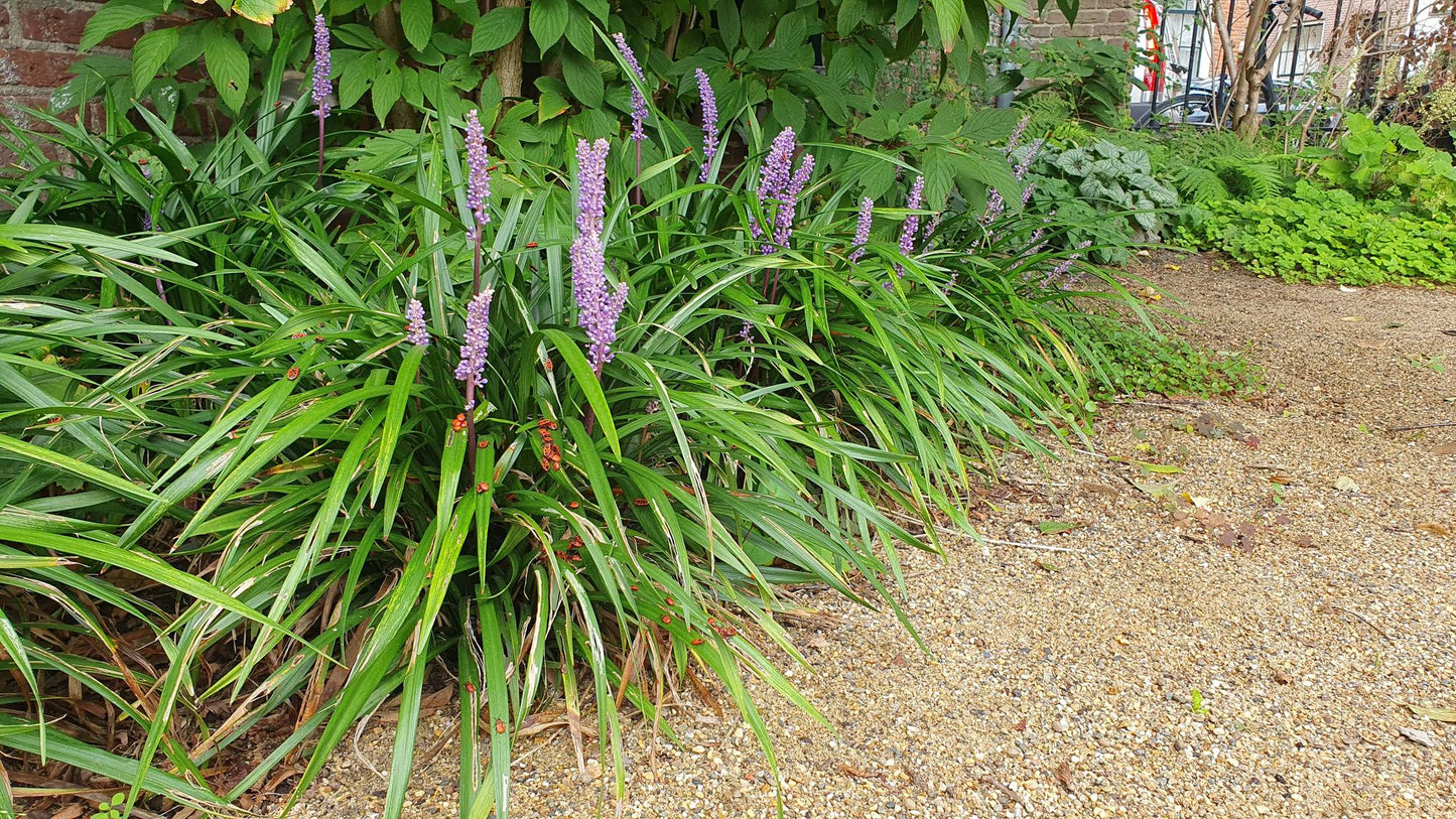 48x Liriope muscari 'Ingwersen' - ↕10-25cm - Ø9cm