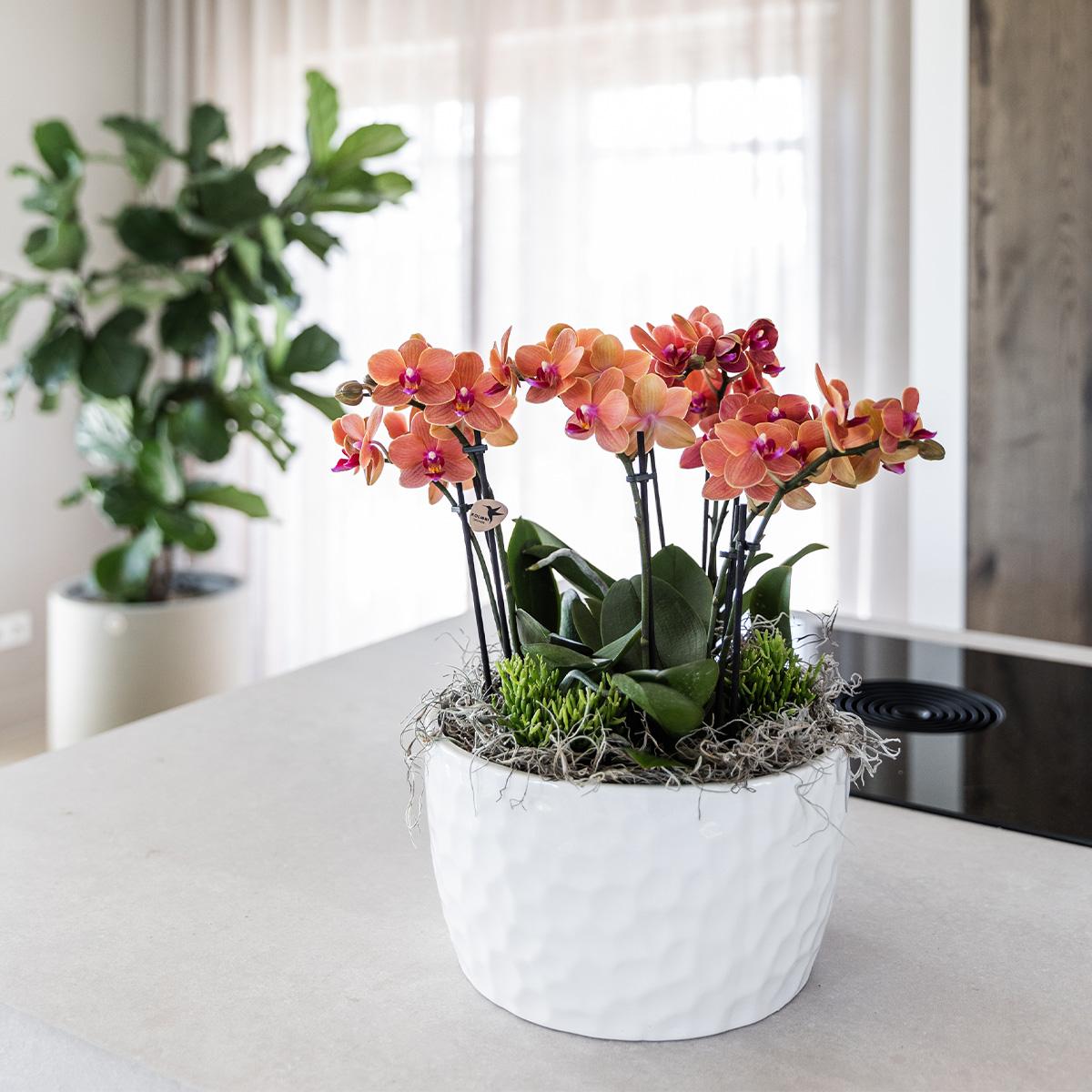 Orchidee colibrì | set di piante d'arancio in vaschetta per miele, incl tre orchidee arancioni Bolzano 9cm e tre piante verdi | Jungle Bouquet arancione con riserva d'acqua autosufficiente
