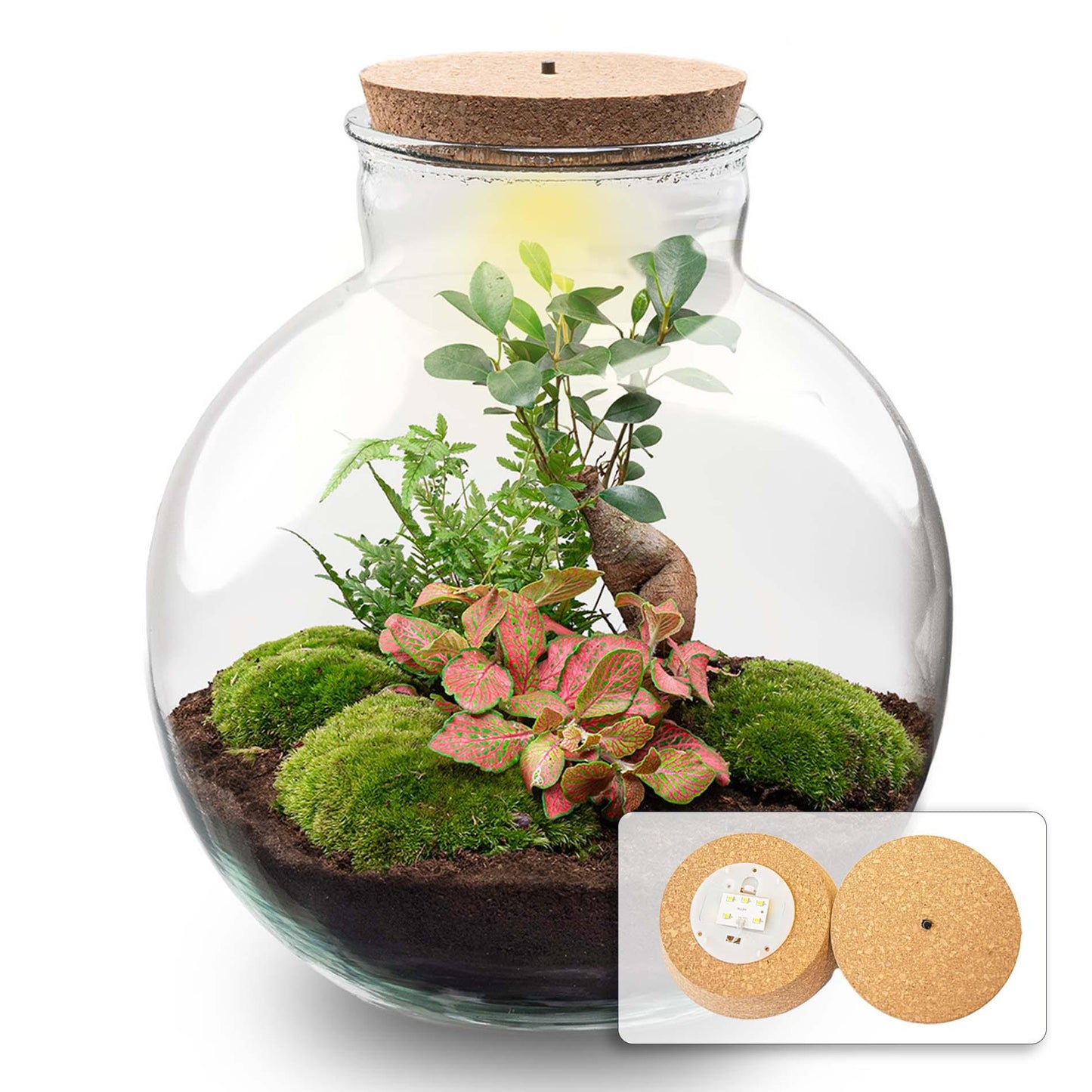 Paletto per terrario Bob Bonsai + illuminazione LED in sughero