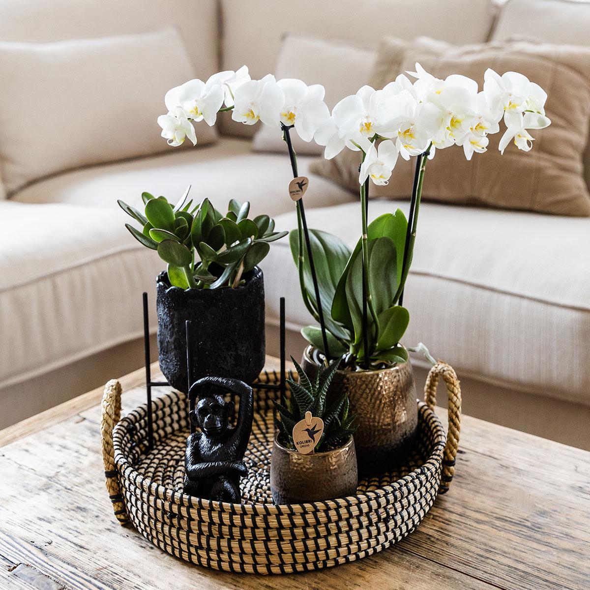 Kolibri Company | Set regalo Urban Nature | Set di piante con orchidee Phalaenopsis e piante grasse, inclusi vasi decorativi in ceramica