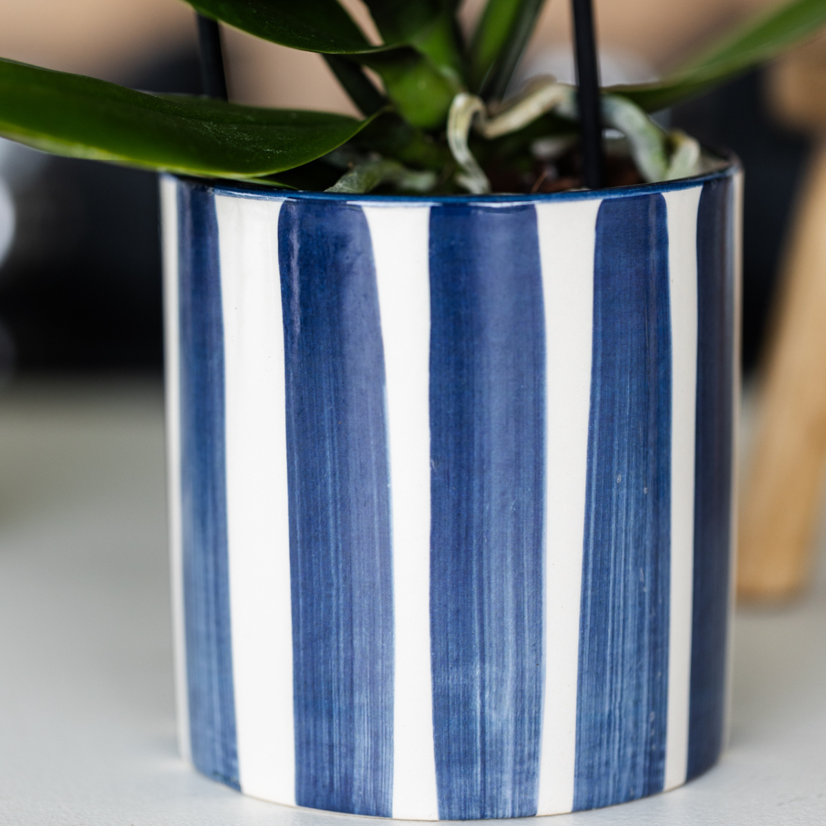 Orchidee colibrì | Set di orchidea Phalaenopsis bianca Amabilis e succulenta Crassula Hobbit in vaso Painted Stripe blu - dimensioni vaso Ø9 cm + Ø6 cm | pianta d'appartamento in fiore - fresca dal coltivatore