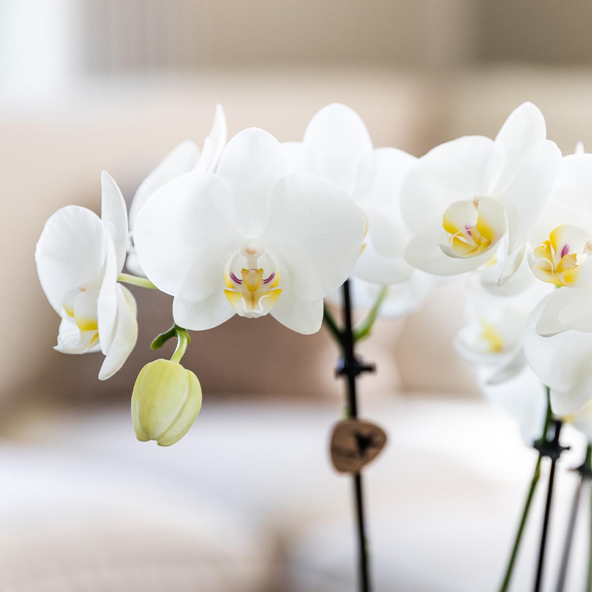 Kolibri Orchidee - Mix di scatole a sorpresa - scatola sconto per piante - scatola a sorpresa con 4 diverse orchidee 12 cm - fresche dal coltivatore