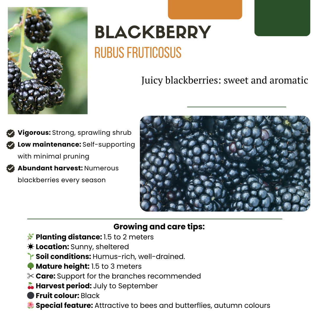 "Oasi della frutta" Set di piante da frutto BIO di 5 tipi diversi