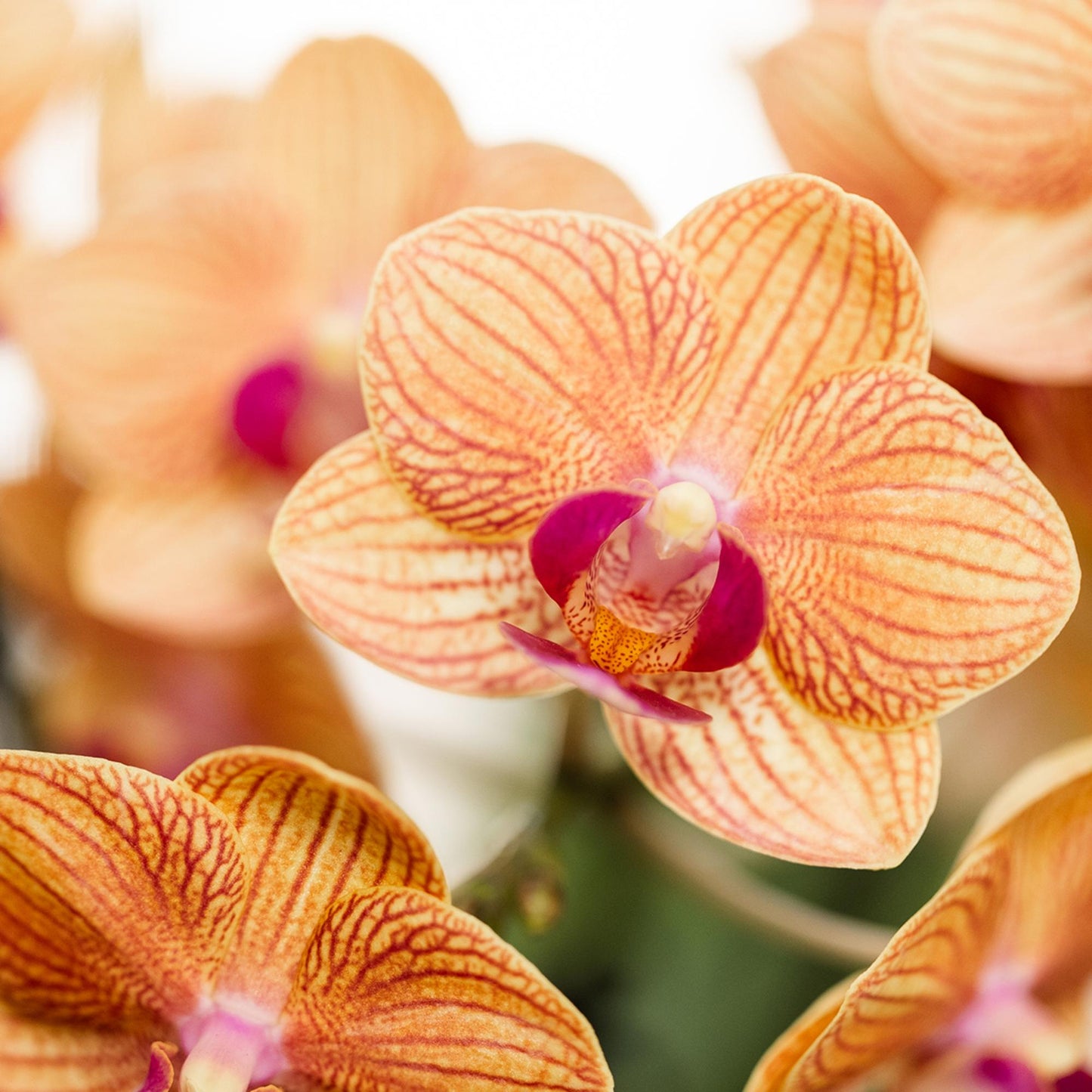 Kolibri Orchids | Orchidea Phalaenopsis arancione, dimensioni vaso Ø9cm | Giamaica | pianta da appartamento fiorita - fresca dal coltivatore