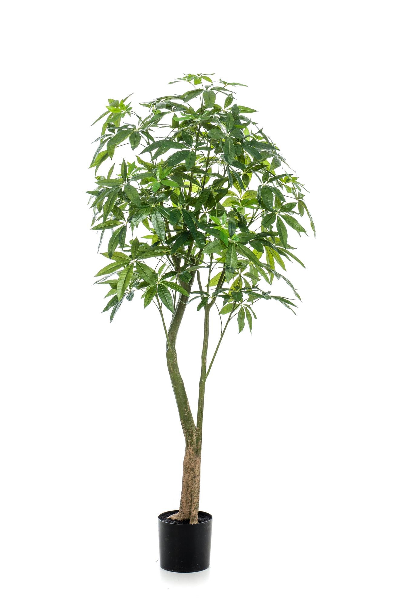 Pianta artificiale - Pachira Aquatica - Albero dei soldi - 180 cm