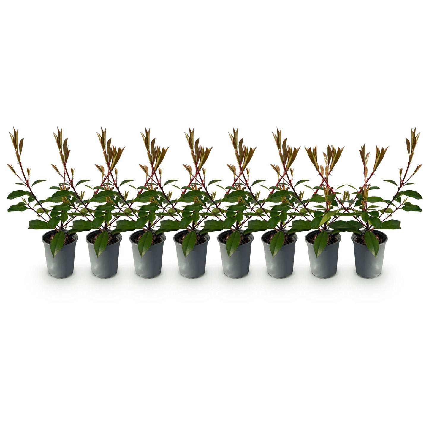 Green boutiQ - Hedge plants - Photnia fraseri Red Robin - leaf red green - 8 plants - 1 linear meter - evergreen - pot 9cm height 30-35cm