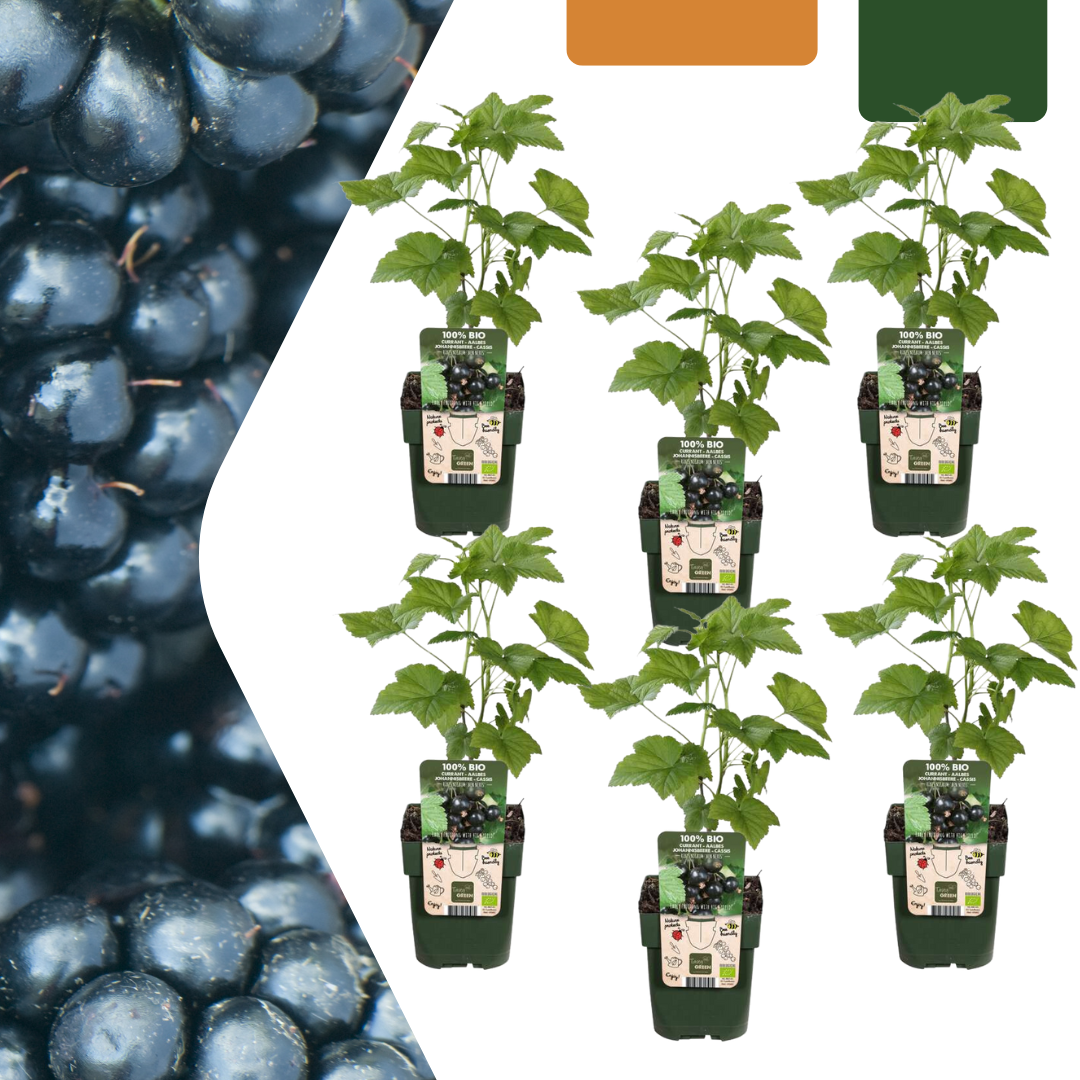 6 x Organic blackberry plants - Ø 13 cm - ↨ 20 cm