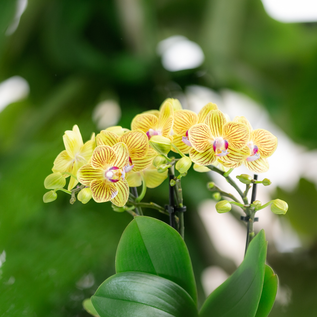 Orchidee Kolibri - Mix di scatole a sorpresa - scatola sconto per piante - scatola a sorpresa con 4 diverse orchidee - fresche dal coltivatore