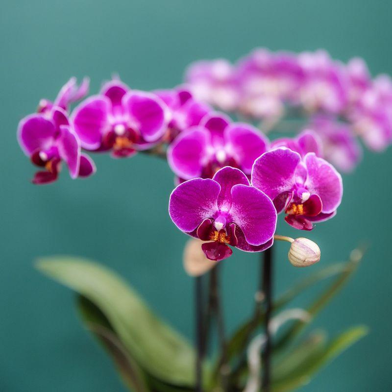 Kolibri Orchids | Paarse orchideeënset in Como dish incl. waterreservoir | twee paarse Morelia orchideeën 9cm