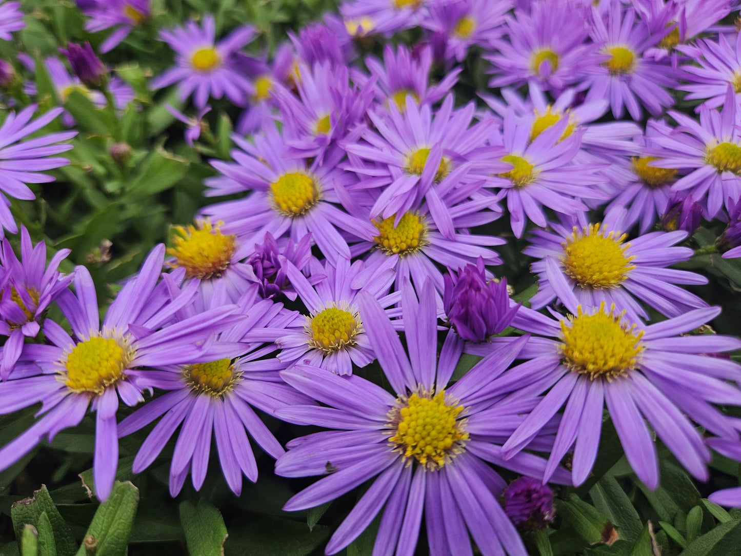 48x Aster (D) 'Prof. Anton Kippenberg' - ↕10-25cm - Ø9cm