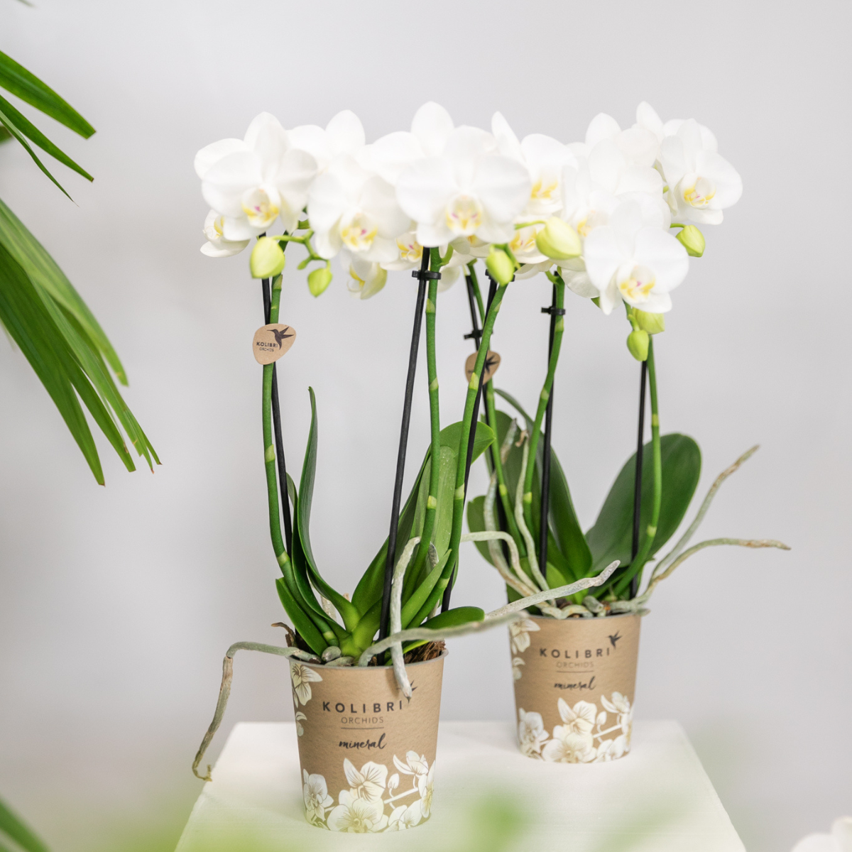Orchidee colibrì | OFFERTA COMBI di 2 orchidee Phalaenopsis bianche - Amabilis - vaso Ø9cm | pianta d'appartamento in fiore - fresca dal coltivatore