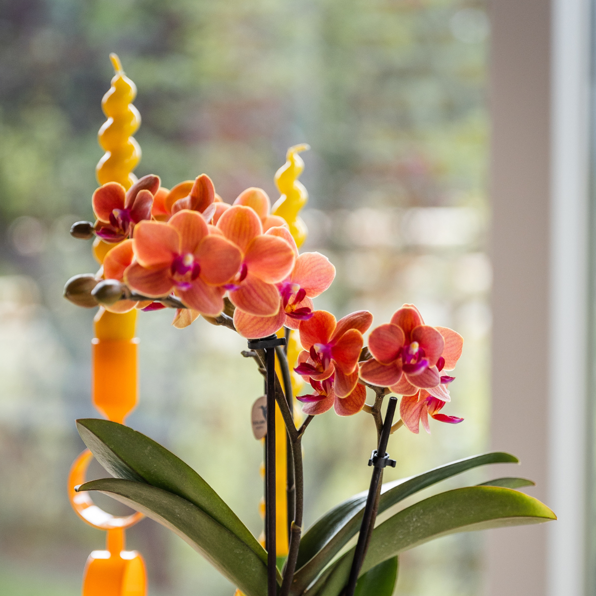 Orchidee colibrì | Orchidea arancione Bolzano + vaso decorativo geroglifico bianco sporco - dimensioni vaso Ø9 cm | pianta d'appartamento in fiore - fresca dal coltivatore