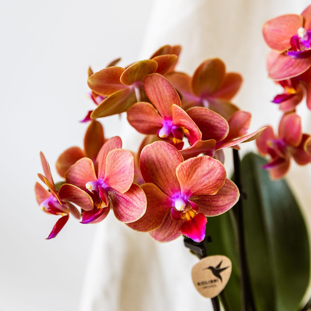 Orchidee colibrì | Vaso decorativo Orchidea arancione Bolzano + Stella Marina - dimensioni vaso Ø9cm | pianta d'appartamento in fiore - fresca dal coltivatore