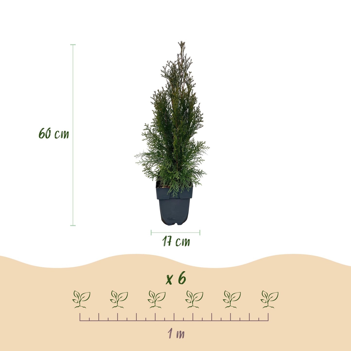 Green boutiQ - Piante da siepe - Thuja occidentalis Smaragd - foglia verde - 6 piante - 1 metro lineare - sempreverde - vaso 17cm altezza 60cm