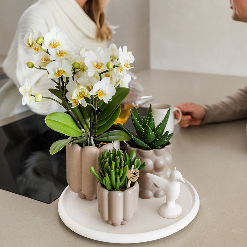 Kolibri Orchids | Set regalo Slow Living | Piante verdi con orchidea Phalaenopsis bianca Losanna in vasi decorativi in ceramica beige su un vassoio bianco