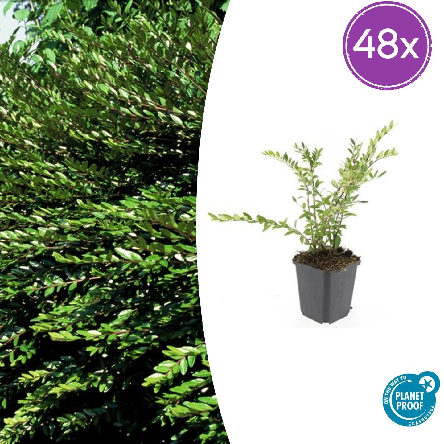 48x Lonicera pileata - ↕10-25cm - Ø9cm
