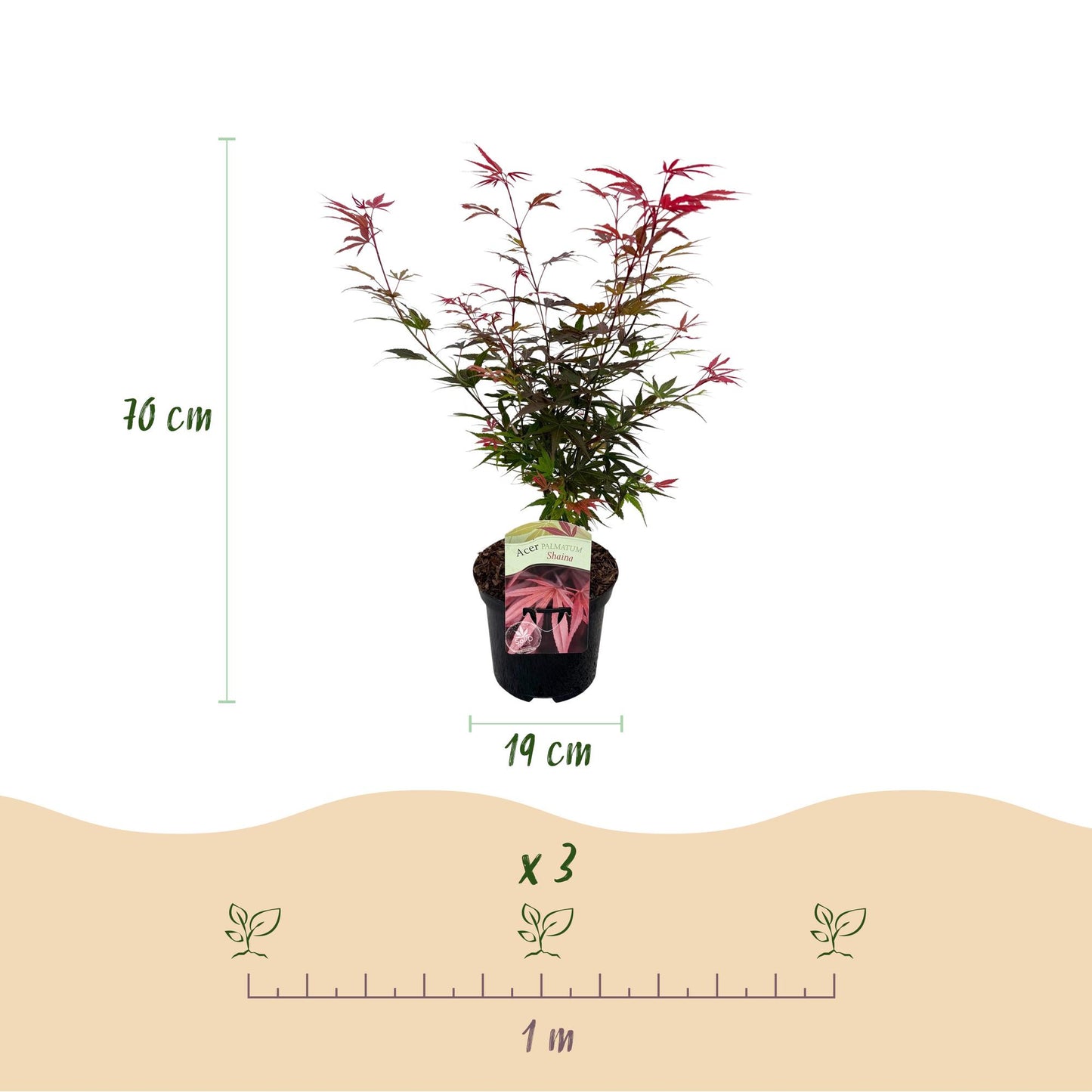 Green boutiQ - Pianta da terrazza - Acero giapponese - Acer palmatum Shaina - Rosso - 2 Piante - Decidua - Vaso 19 cm Altezza 70 cm
