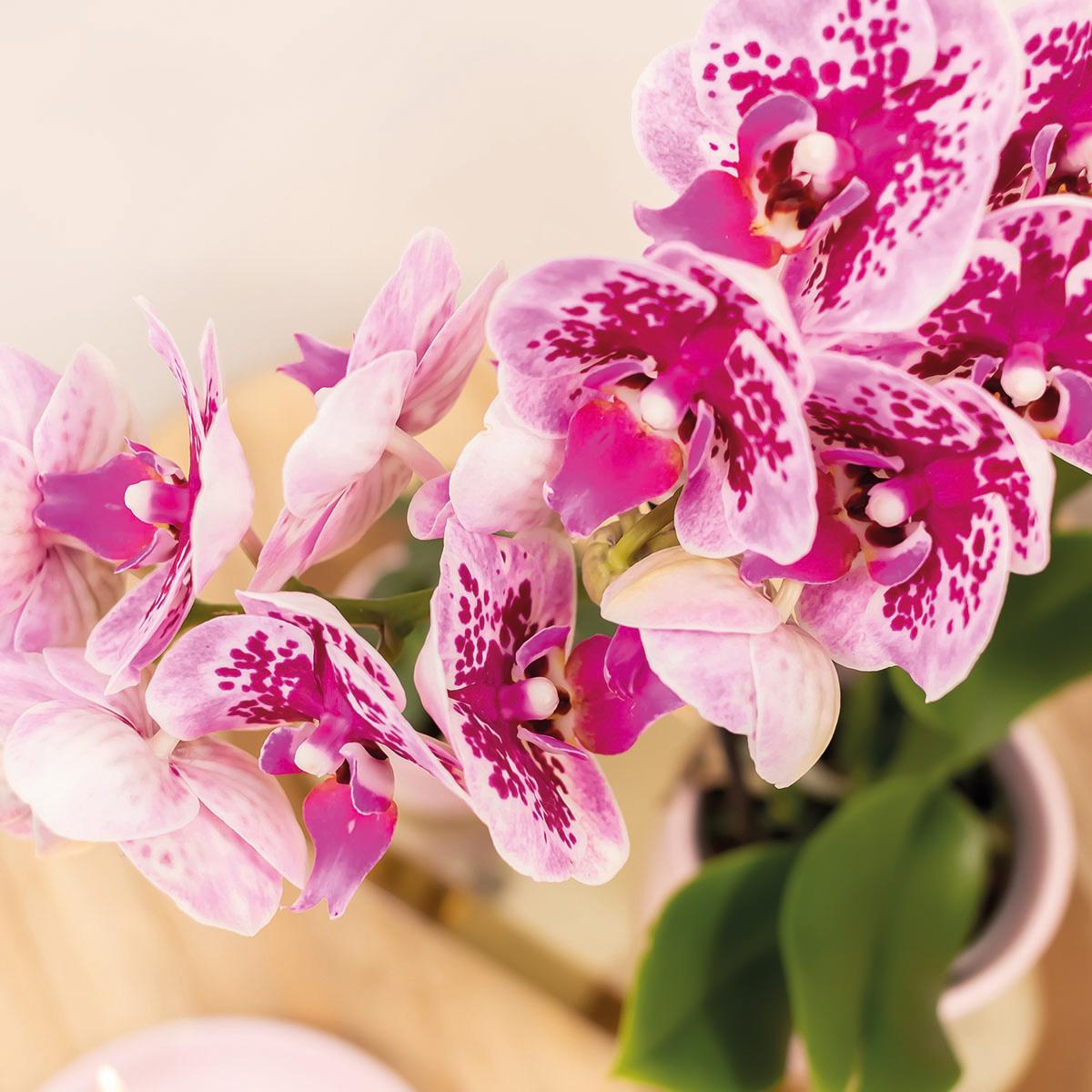 Orchidee colibrì | OFFERTA COMBI di 4 orchidee phalaenopsis rosa viola - El Salvador - dimensioni vaso Ø9 cm | pianta d'appartamento in fiore - fresca dal coltivatore
