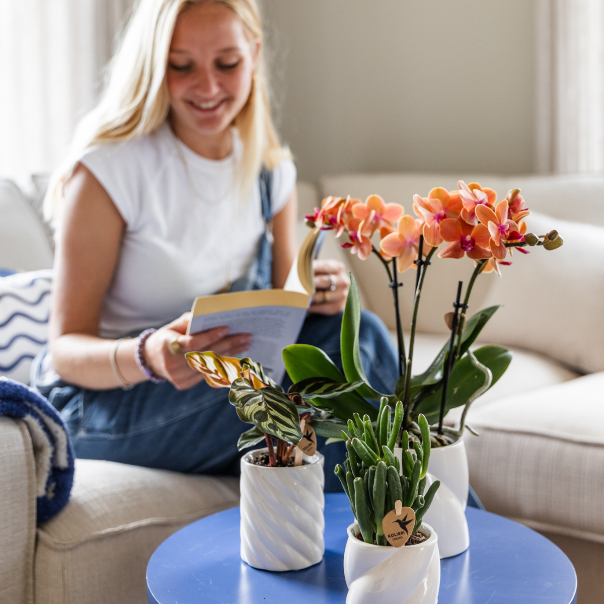 Orchidee colibrì | OFFERTA COMBI di 4 orchidee Phalaenopsis arancioni - Bolzano - dimensioni vaso Ø9cm | pianta d'appartamento in fiore - fresca dal coltivatore