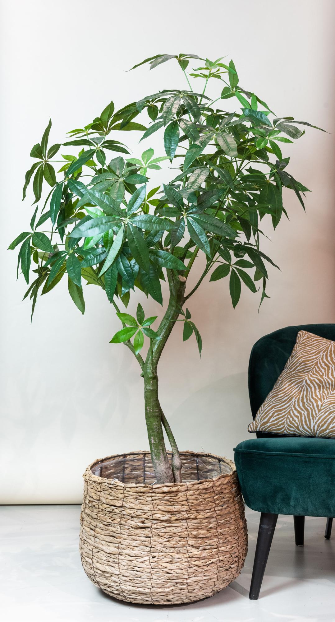 Pianta artificiale - Pachira Aquatica - Albero dei soldi - 180 cm