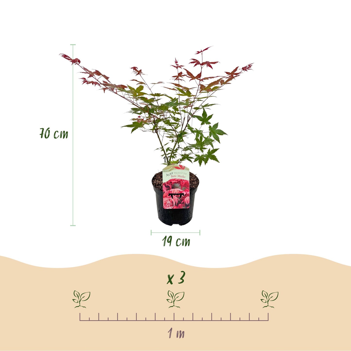 Green boutiQ - Pianta da terrazza - Acero giapponese - Acer palmatum Beni Maiko - Rosso - 2 Piante - Decidua - Vaso 19 cm Altezza 70 cm