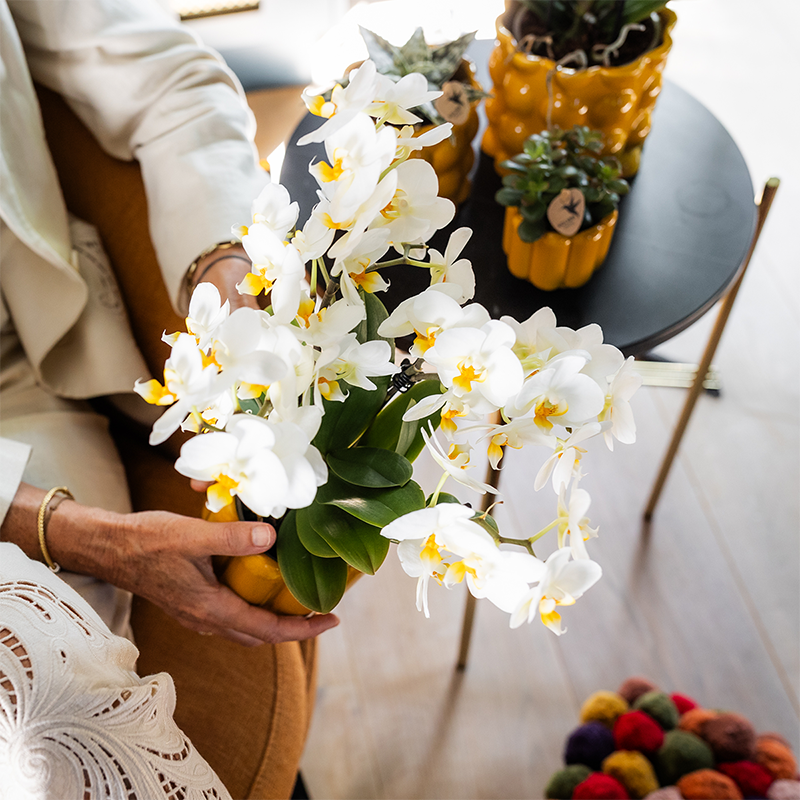 Orchidee Kolibri | Pianta regalo per una pronta guarigione | Orchidea di Losanna con vaso, biglietto e sacchetto regalo