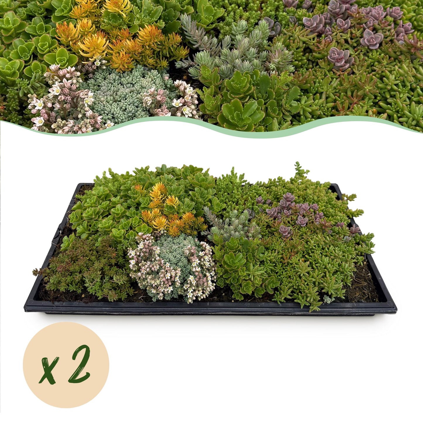 Green boutiQ - Ground cover - Winter hardy - Sedum mat - Consists of 10 types - X2 - Low maintenance - Length 50 Width 30