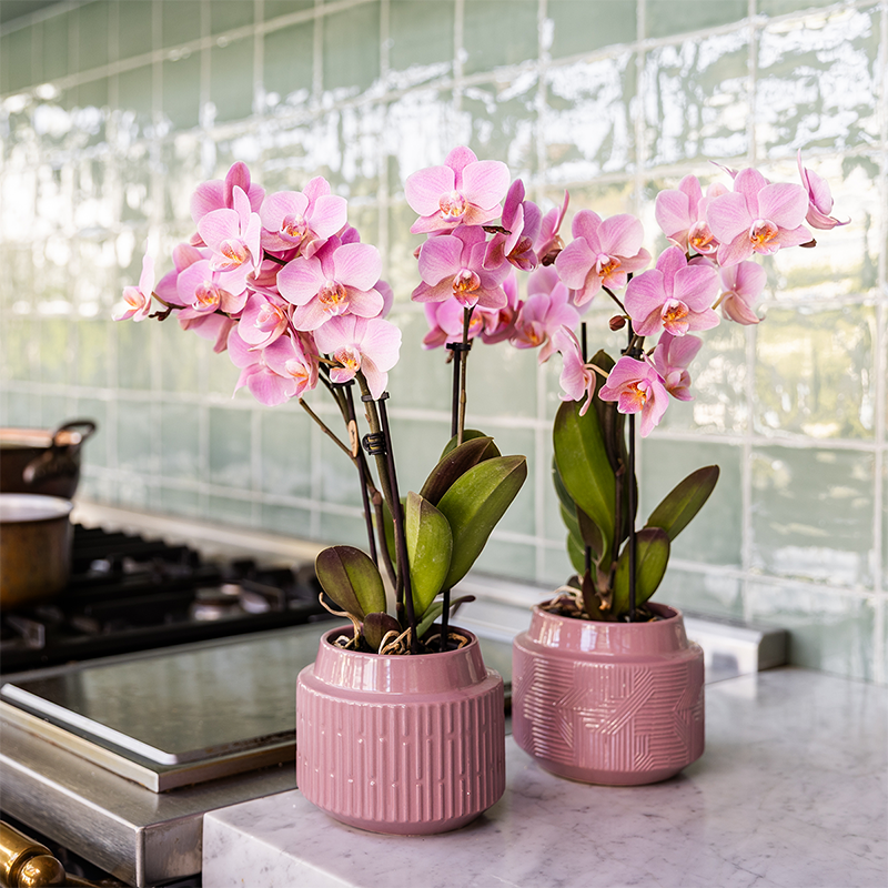 Kolibri Orchids - Mix di scatole a sorpresa - scatola vantaggiosa monocolore - scatola a sorpresa con 2 orchidee Ø9cm - fresche dal coltivatore