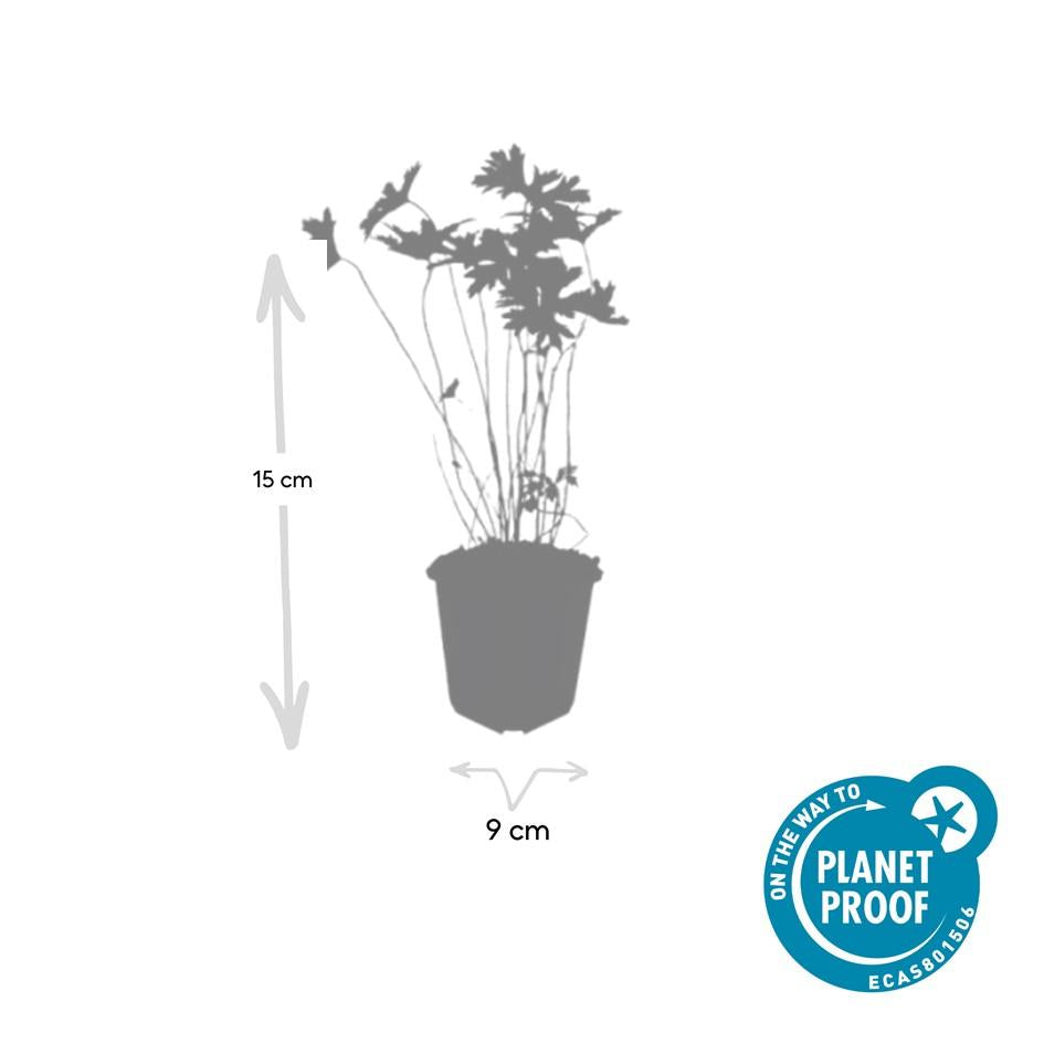 60x Geranio 'Johnson's Blue' - ↕10-25cm - Ø9cm