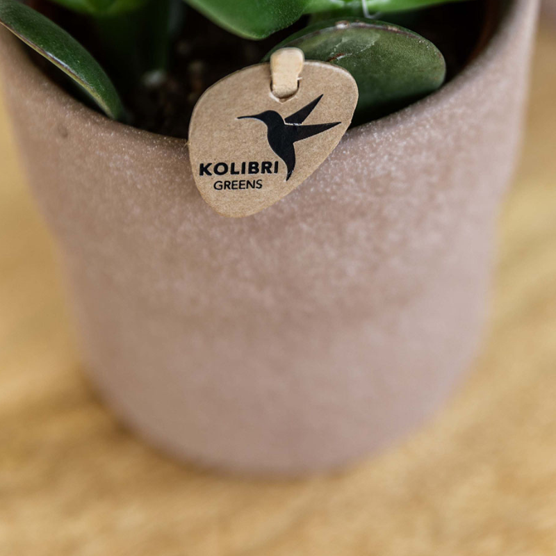 Kolibri Orchidee | Set di orchidee Bolzano e succulente in vasi decorativi in ceramica - dimensioni del vaso Ø9cm e Ø6cm | pianta da appartamento fiorita - fresca dal coltivatore
