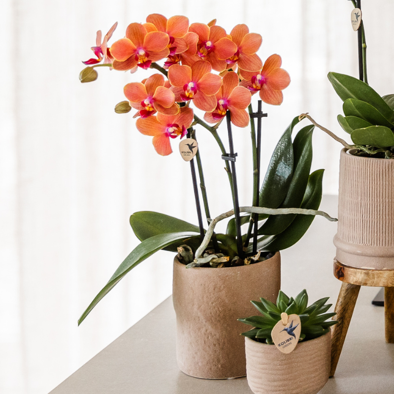 Kolibri Orchidee | Set di orchidee Bolzano e succulente in vasi decorativi in ceramica - dimensioni del vaso Ø9cm e Ø6cm | pianta da appartamento fiorita - fresca dal coltivatore