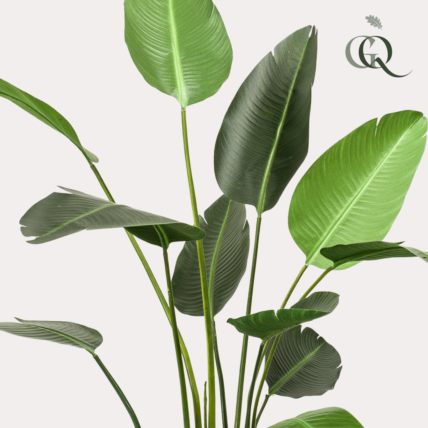 Artificial plant - Strelitzia Nicolai - Bird of Paradise flower - 230cm