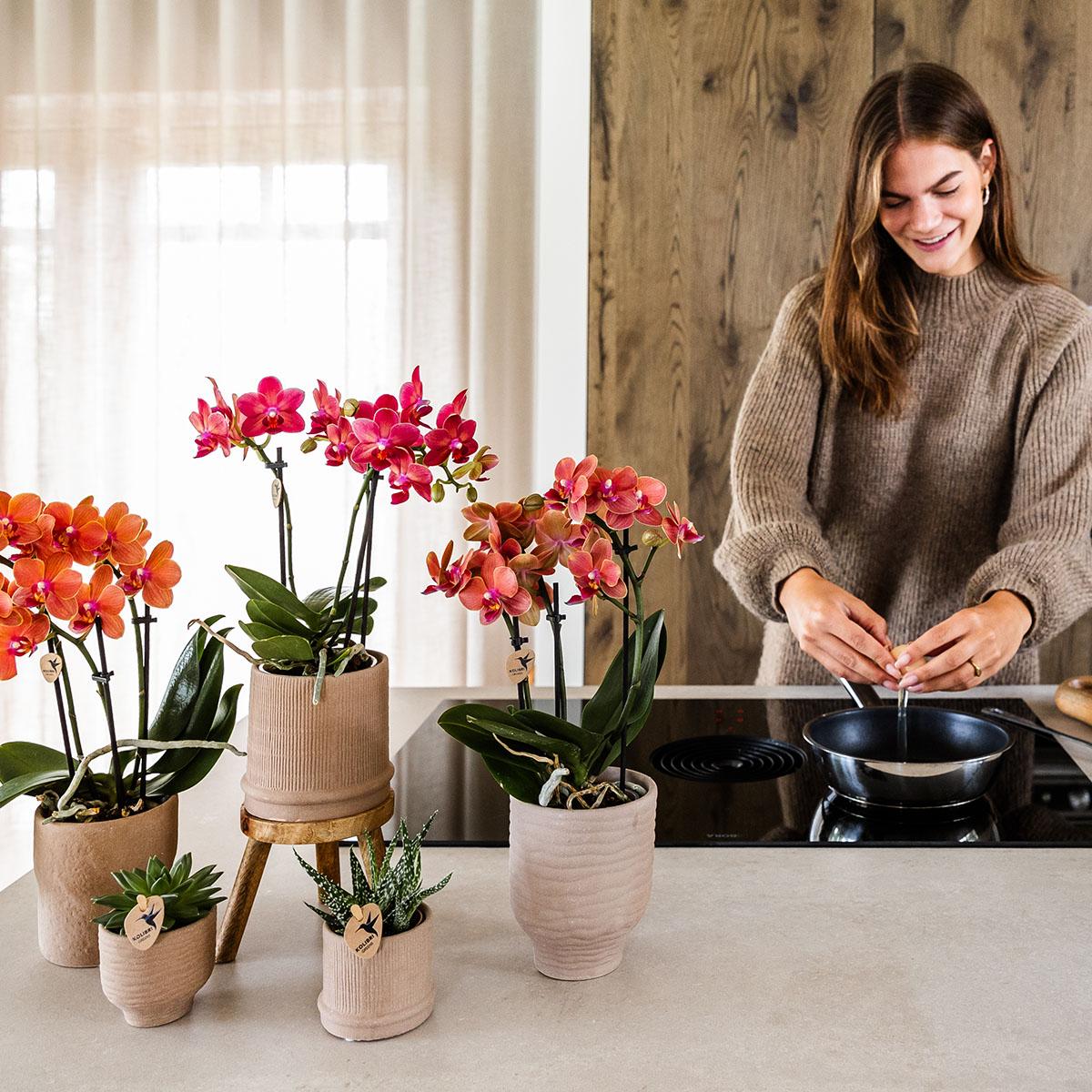 Orchidee colibrì | OFFERTA COMBI di 4 orchidee Phalaenopsis arancioni - Bolzano - dimensioni vaso Ø9cm | pianta d'appartamento in fiore - fresca dal coltivatore