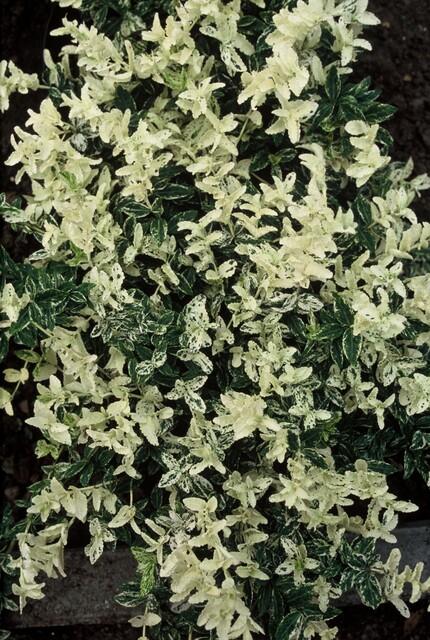 48x Euonymus fort. 'Harlequin' - ↕10-25cm - Ø9cm