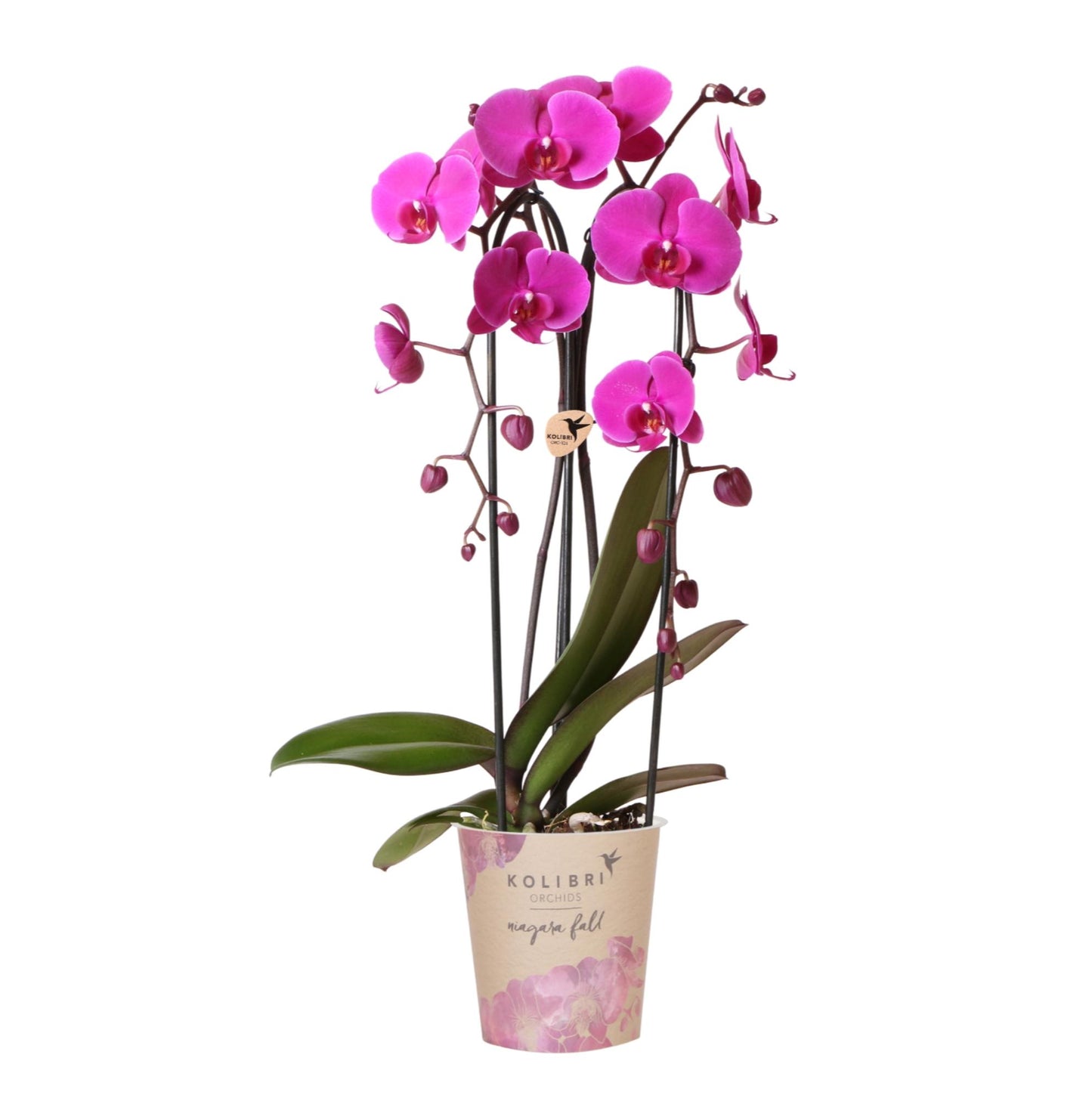 Kolibri Orchids | Orchidea phalaenopsis viola in vaso Ø12cm | Freeride | pianta da appartamento fiorita - fresca dal coltivatore