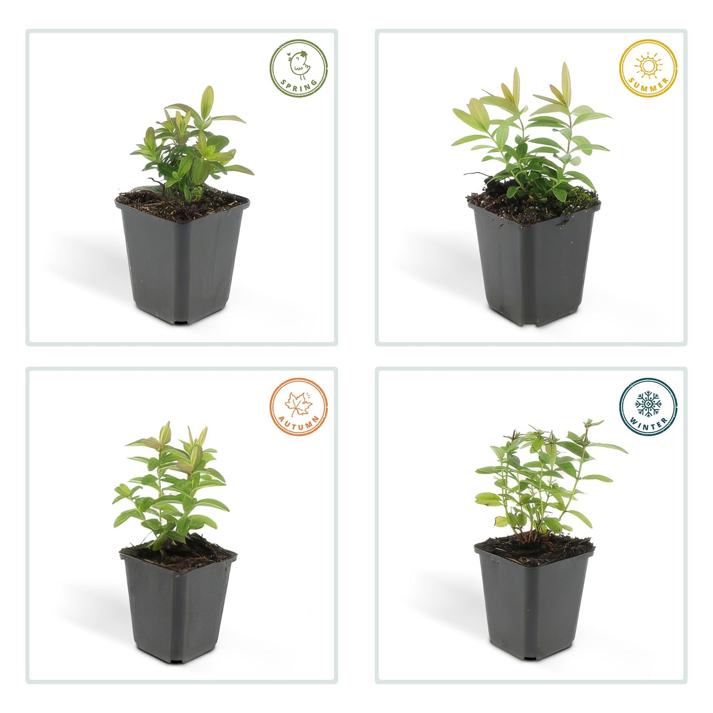 48x Hypericum calycinum - ↕10-25cm - Ø9cm