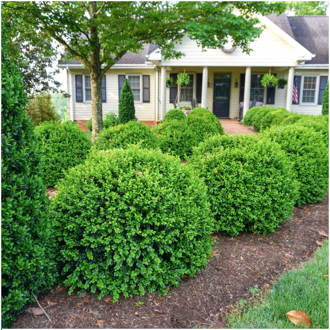 Confezione da 12 x 6 Buxus NewGen Freedom – Arbusti sempreverdi resistenti 72 x Ø7 cm - ↕15 cm | Bosso compatto