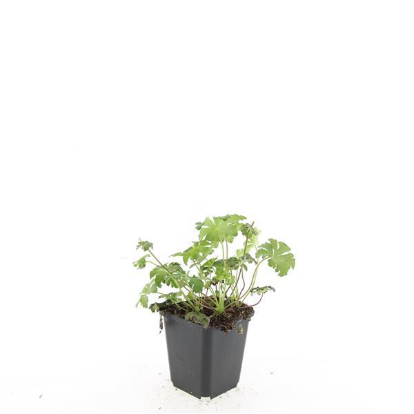 48x Geranium cant. 'Cambridge' - ↕10-25cm - Ø9cm