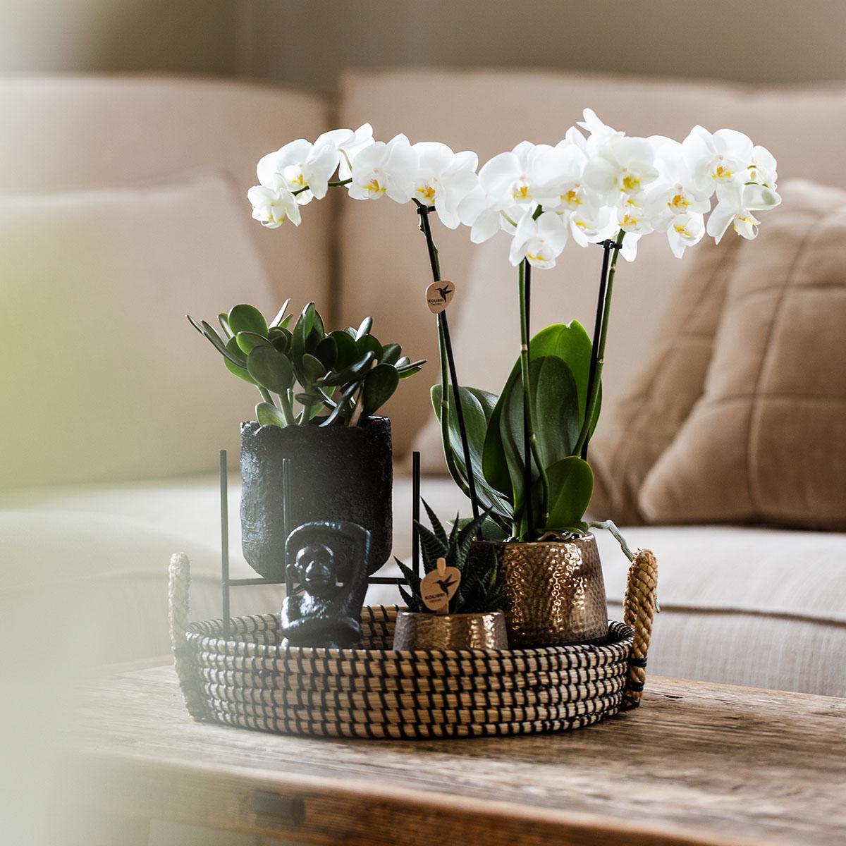 Kolibri Company | Set regalo Urban Nature | Set di piante con orchidee Phalaenopsis e piante grasse, inclusi vasi decorativi in ceramica