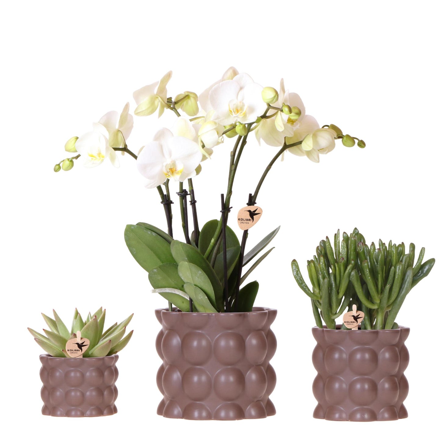Kolibri Orchids | Set di piante di cotone marrone | Piante verdi con orchidea Phalaenopsis bianca Ghent in vasi di ceramica