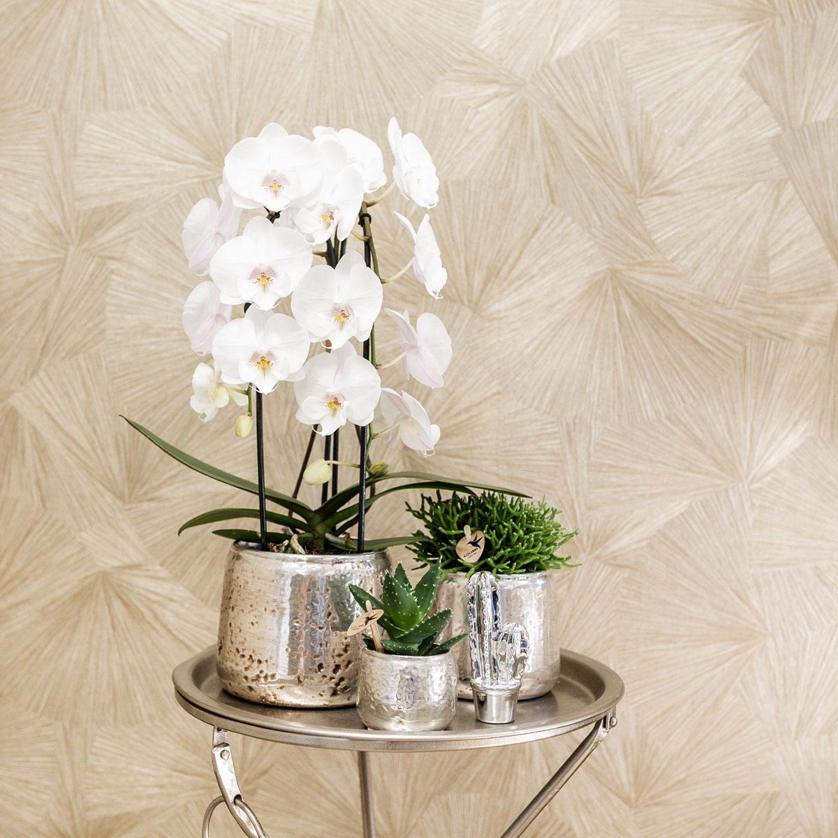 Orchidee colibrì | orchidea Phalaenopsis bianca - Niagara Fall - vaso Ø12cm | pianta d'appartamento in fiore - fresca dal coltivatore